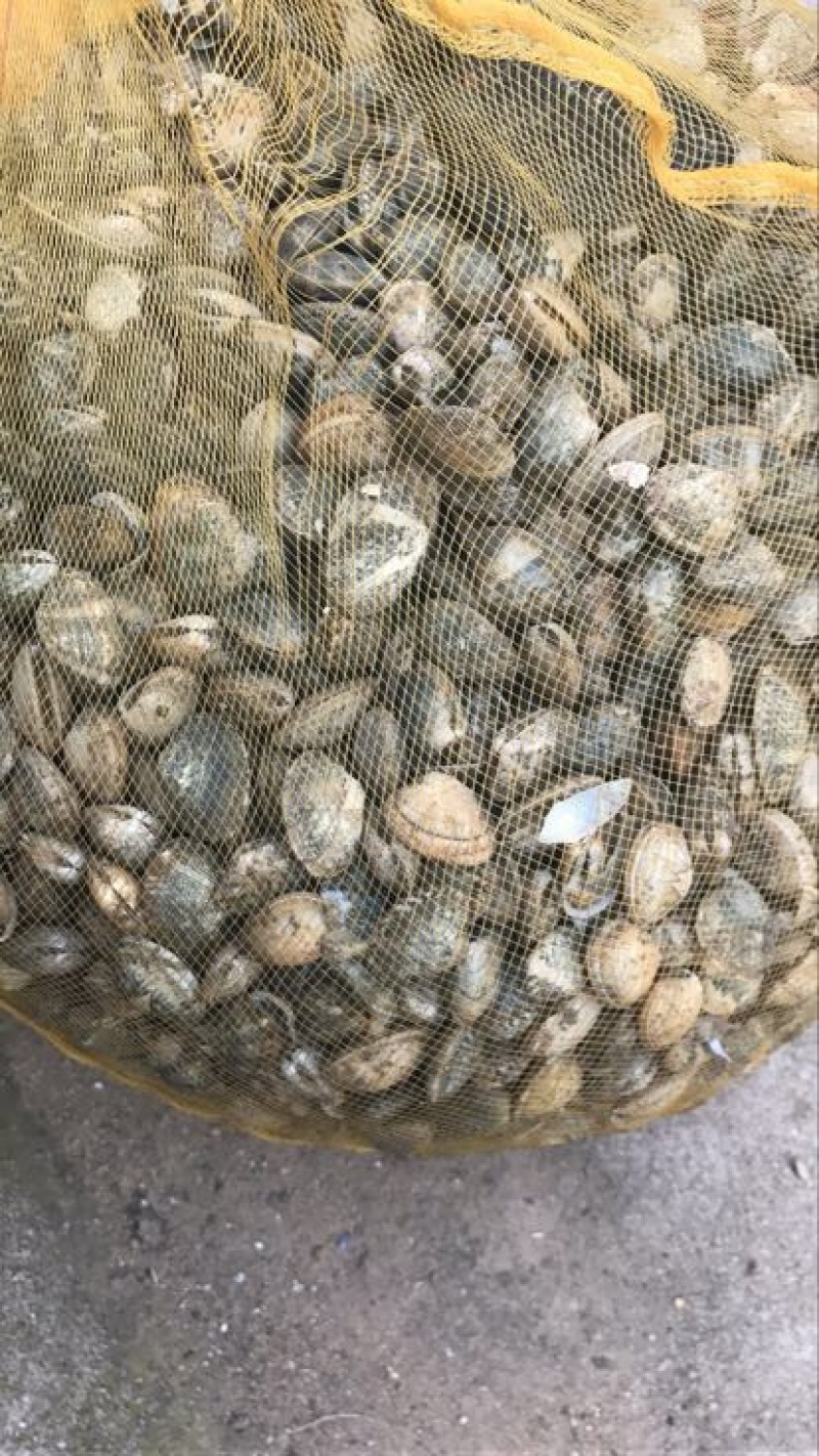 花蛤食用鲜活