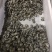 花蛤食用鲜活