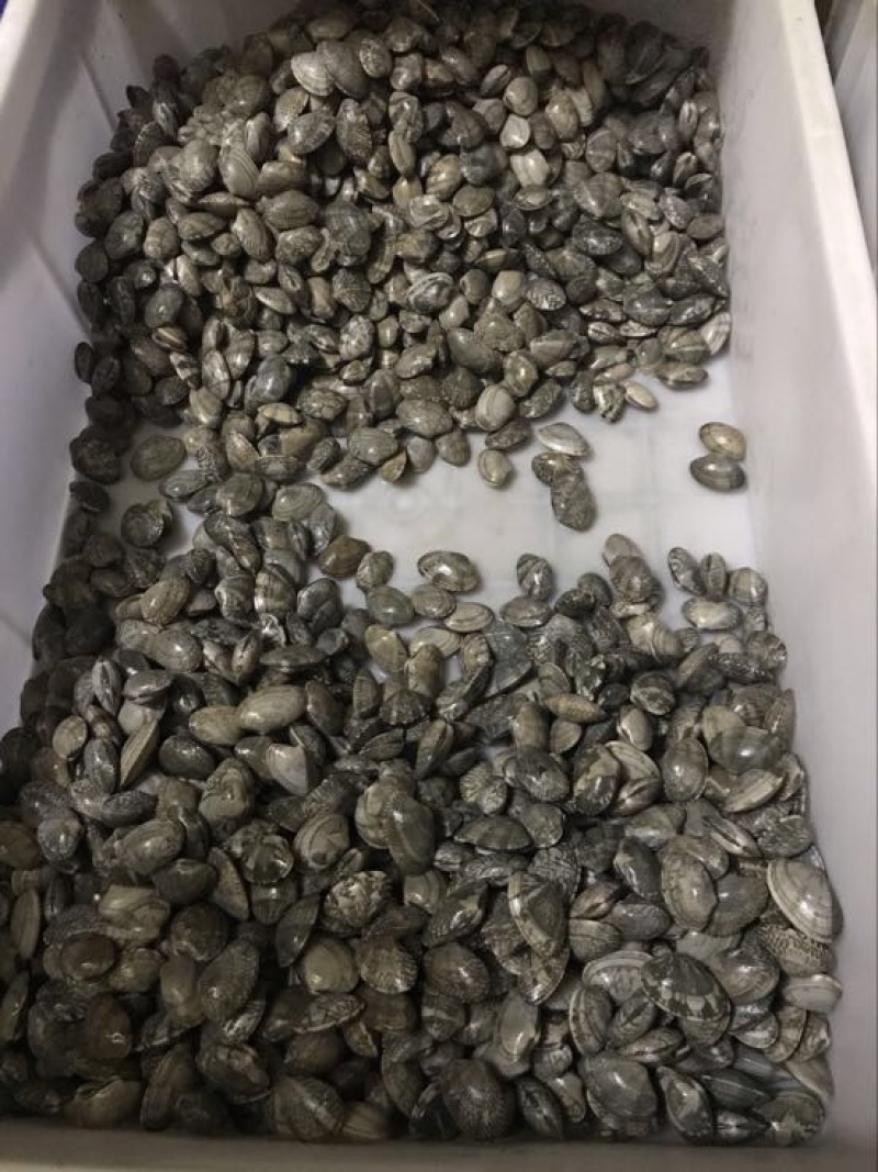 花蛤食用鲜活