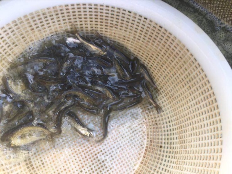 花鲢鱼苗