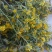 野菊花散装