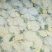 菜花散花2~3斤乳白
