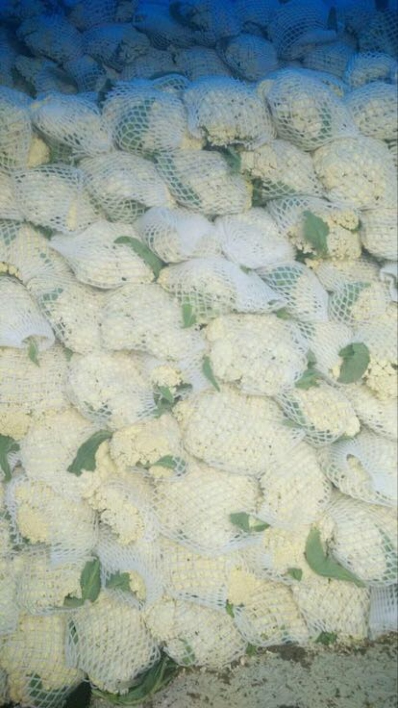菜花散花2~3斤乳白