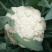 菜花散花2~3斤乳白