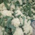 菜花散花2~3斤乳白