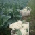 菜花散花2~3斤乳白