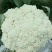 菜花散花2~3斤乳白