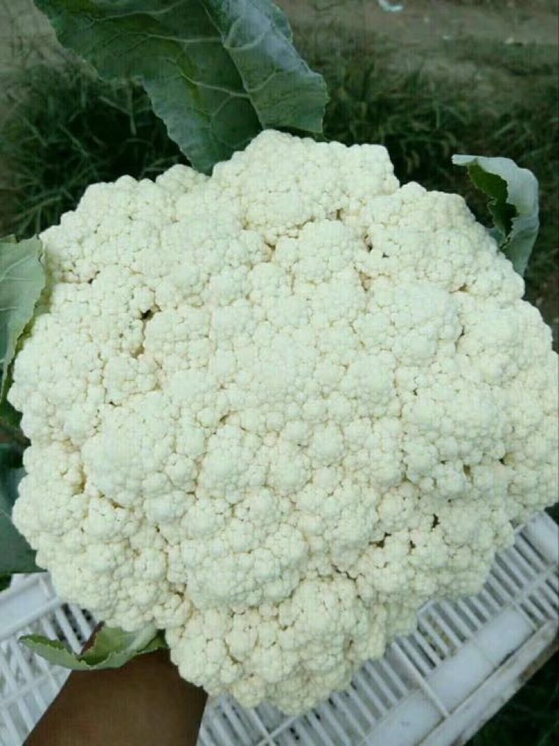 菜花散花2~3斤乳白