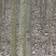 大叶女贞6~8cm