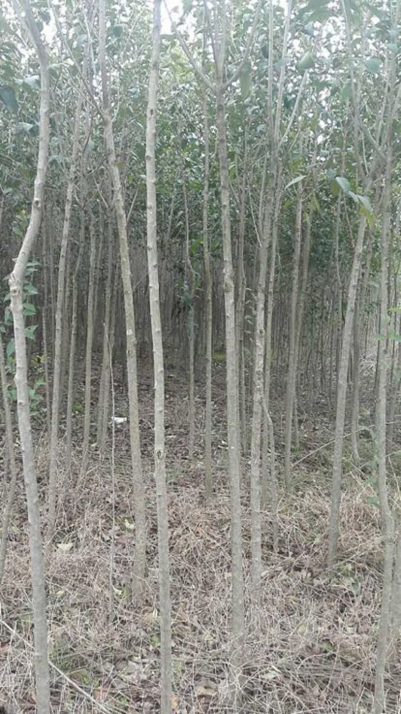 大叶女贞6~8cm