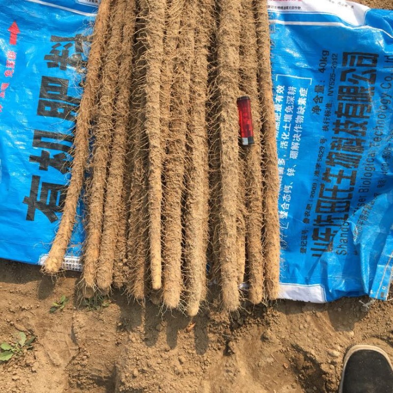 铁棍山药