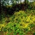 野菊花散装