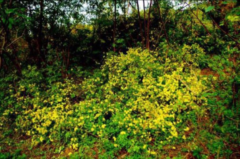 野菊花散装