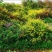 野菊花散装