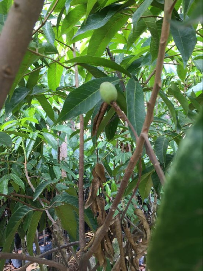 橄榄树苗