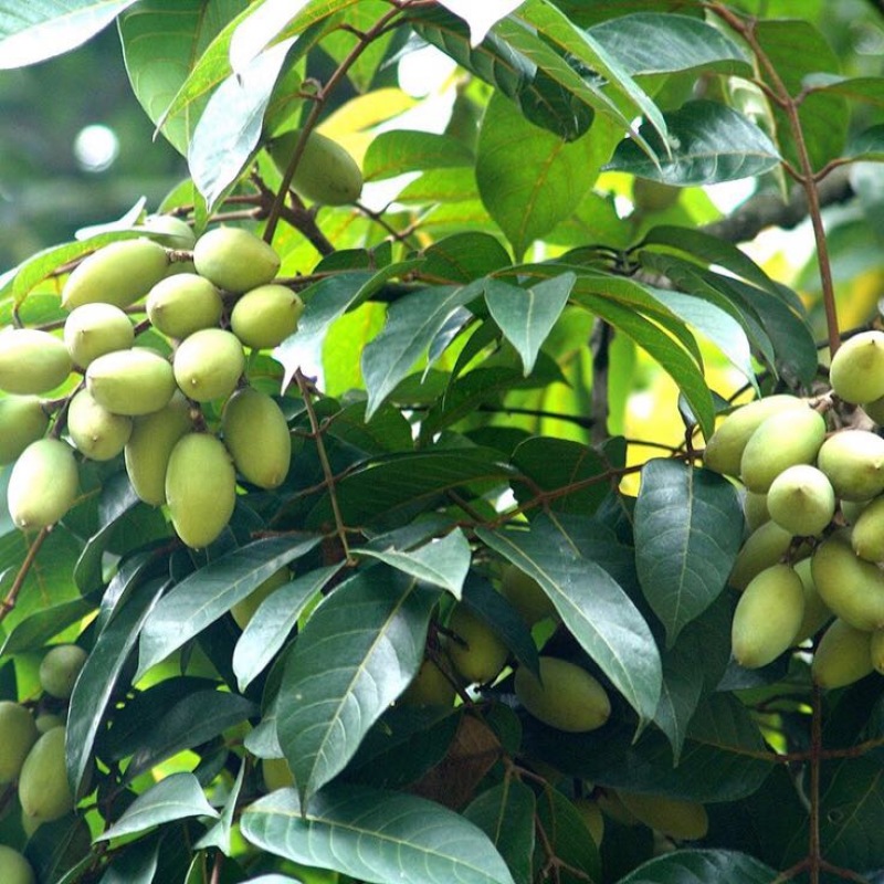 橄榄树苗