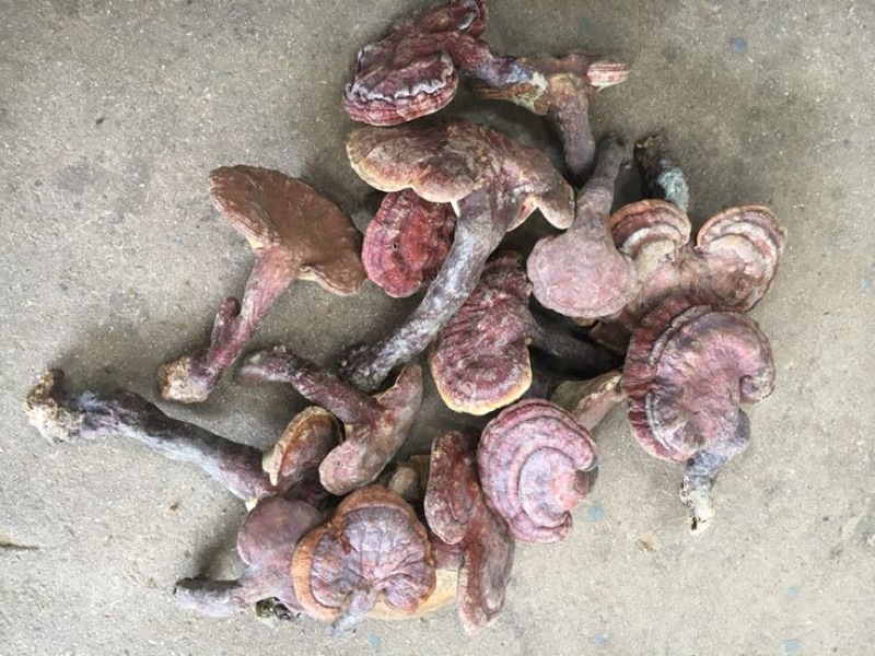 赤灵芝8~12公分灵芝菌大个头纯野生菌类