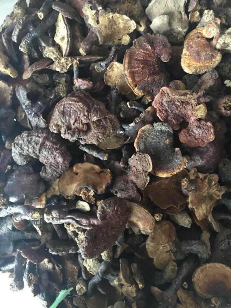 赤灵芝8~12公分灵芝菌大个头纯野生菌类