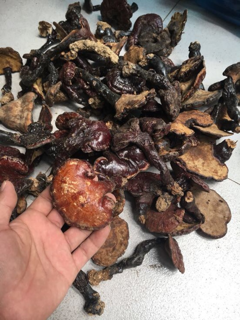 赤灵芝8~12公分灵芝菌大个头纯野生菌类
