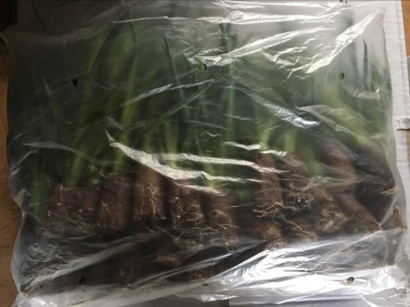 康乃馨种苗康乃馨花苗切花种苗康乃馨盆栽苗