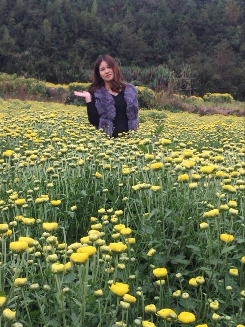 菊花茶二级