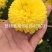 菊花茶二级