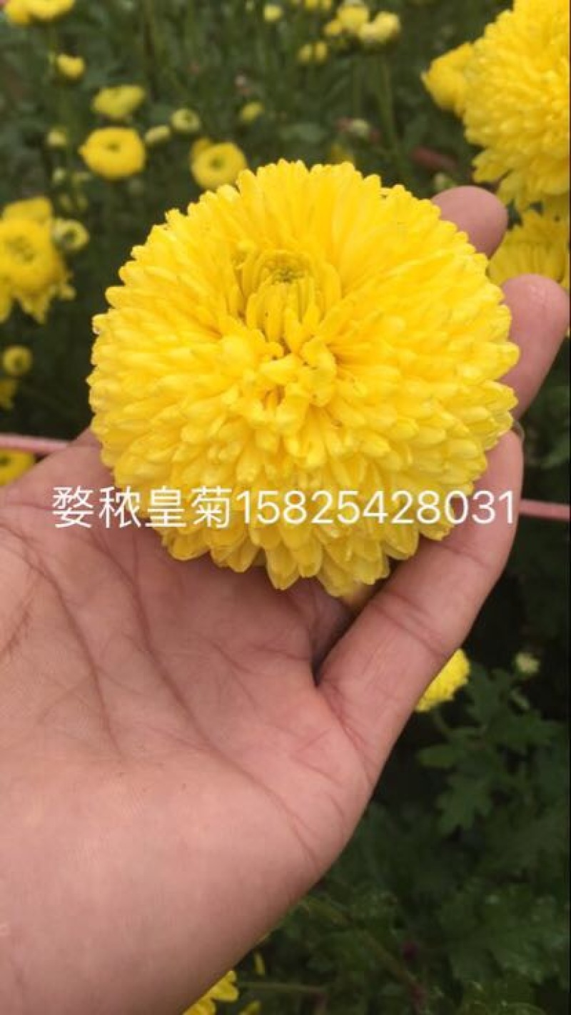 菊花茶二级