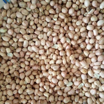 白沙系285花生米白皮通货