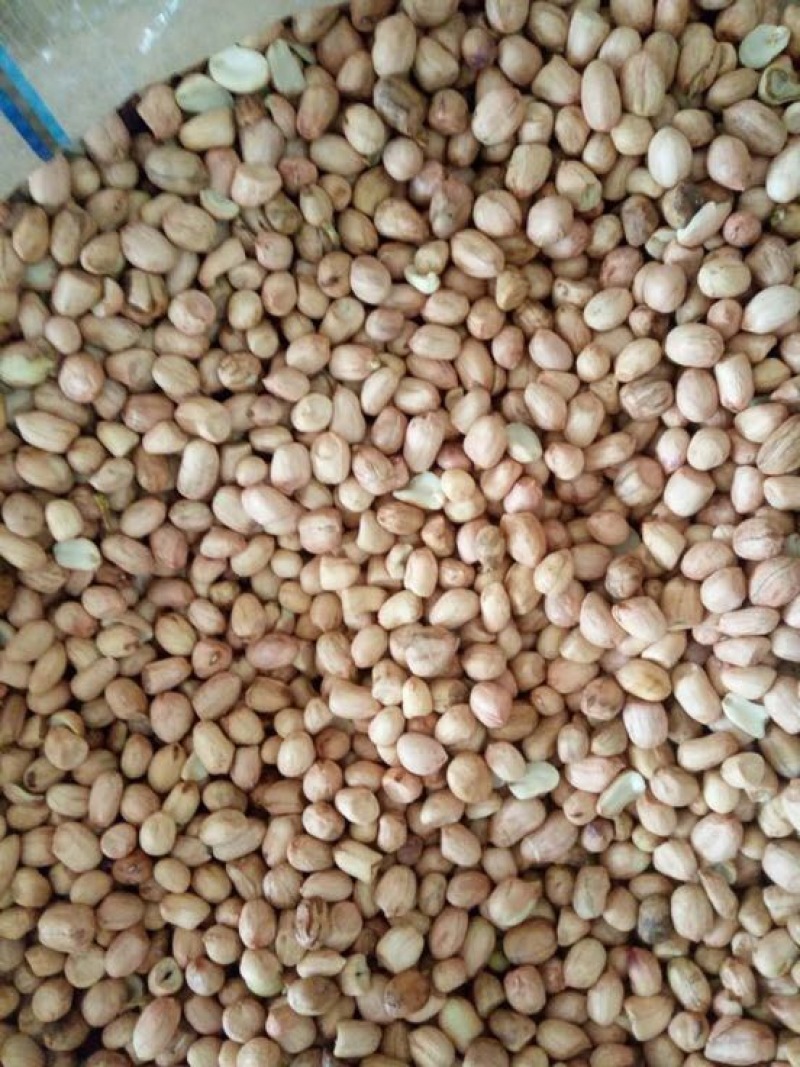 白沙系285花生米白皮通货