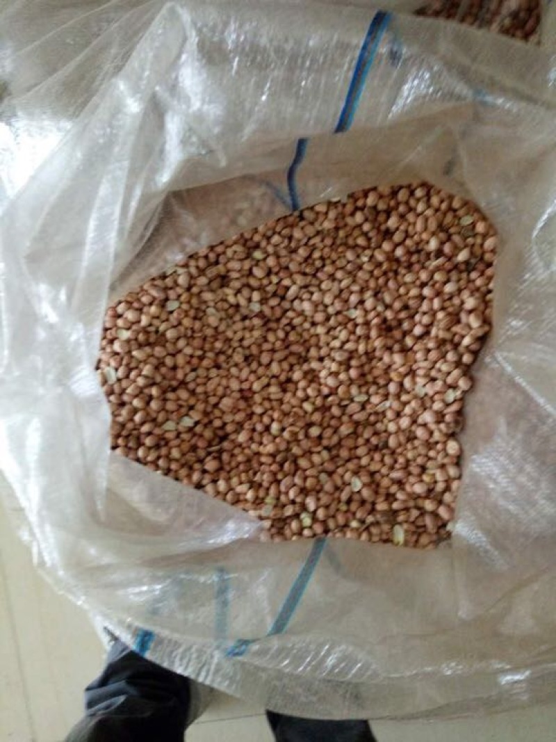 白沙系285花生米白皮通货