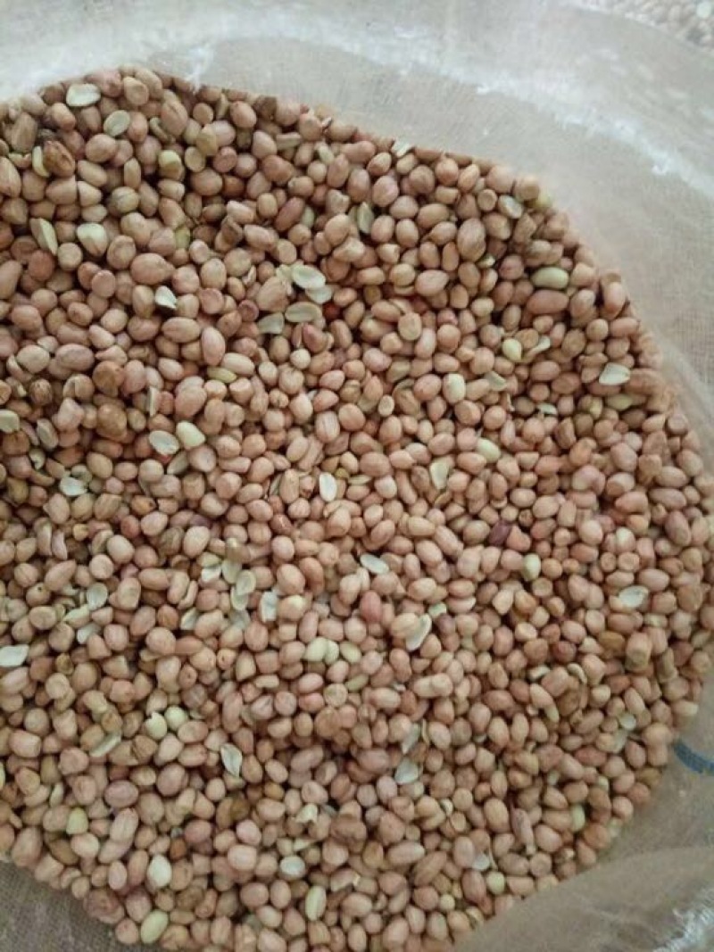 白沙系285花生米白皮通货