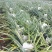 菠萝苗1年