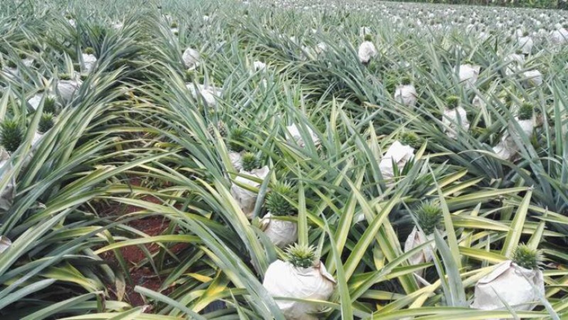 菠萝苗1年