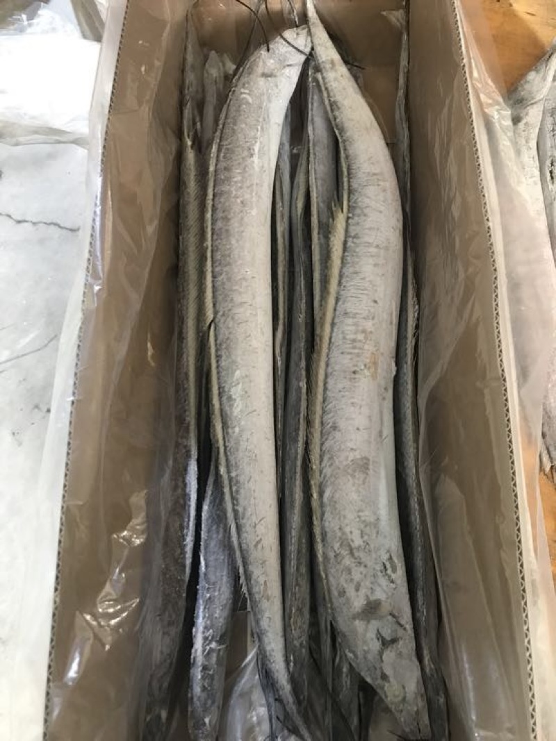 刀鱼食用冻鱼