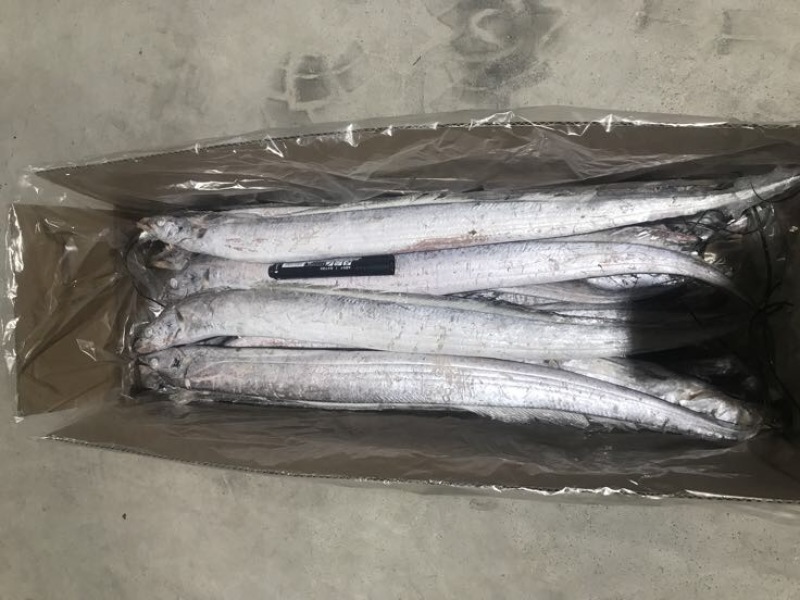 刀鱼食用冻鱼
