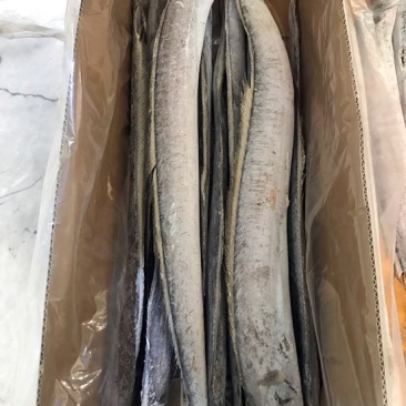 刀鱼食用冻鱼