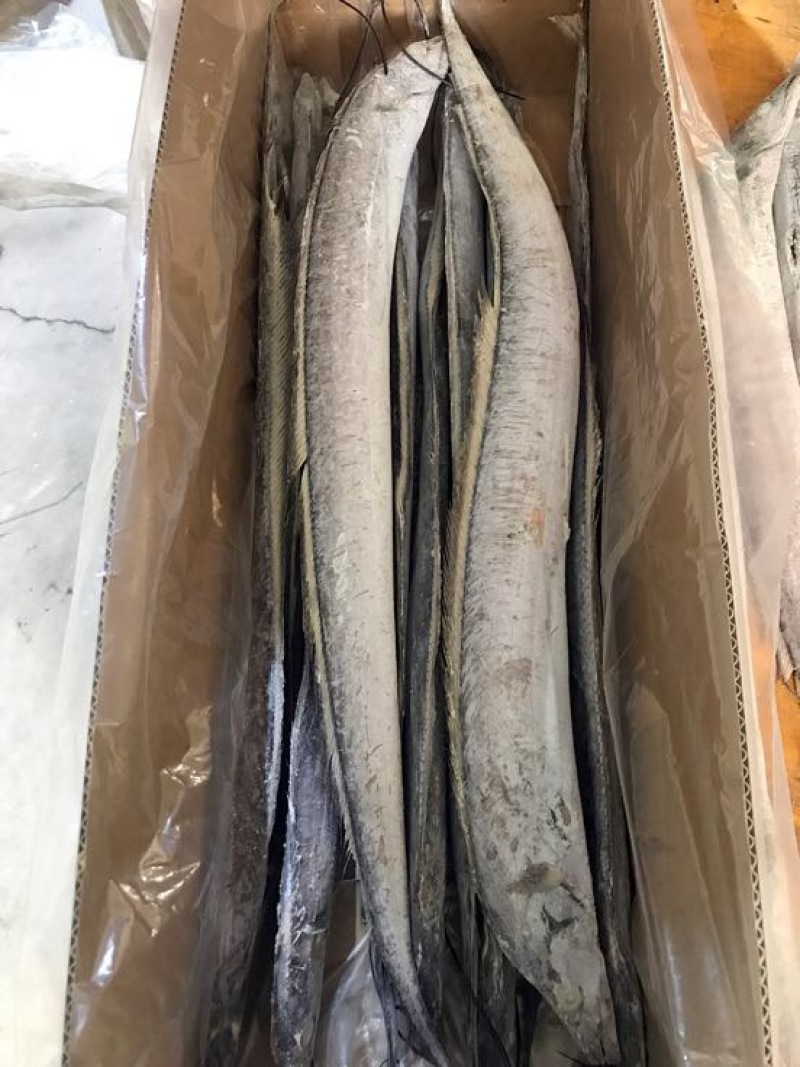 刀鱼食用冻鱼