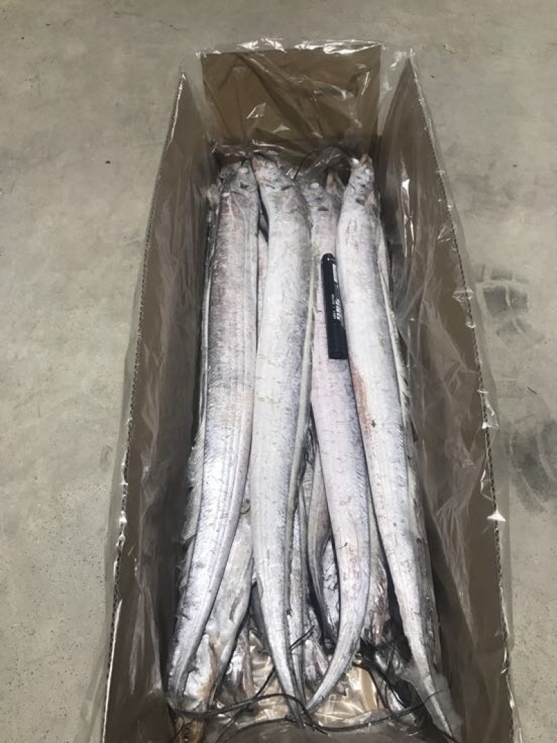 刀鱼食用冻鱼