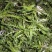 东台荠菜野生荠菜种植荠菜当季时令新鲜蔬菜现挖