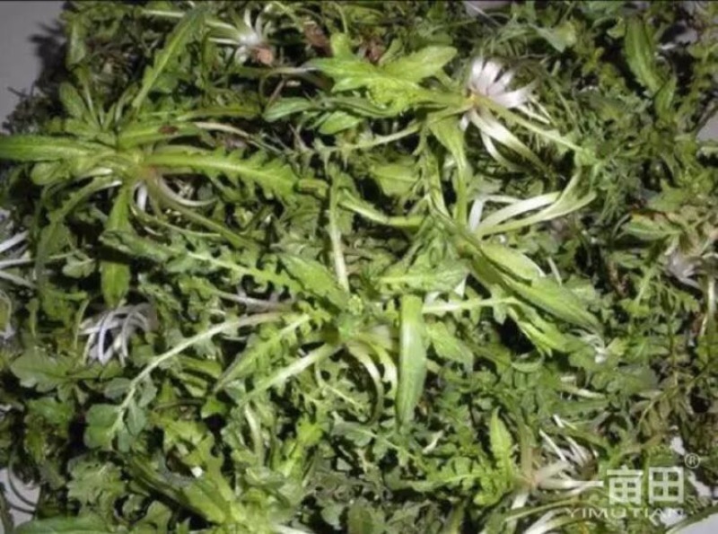 东台荠菜野生荠菜种植荠菜当季时令新鲜蔬菜现挖