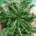 东台荠菜野生荠菜种植荠菜当季时令新鲜蔬菜现挖