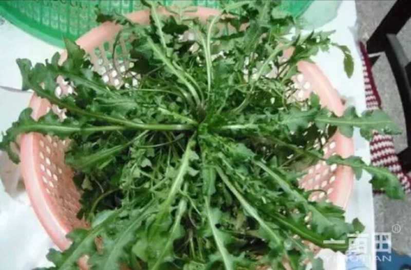 东台荠菜野生荠菜种植荠菜当季时令新鲜蔬菜现挖