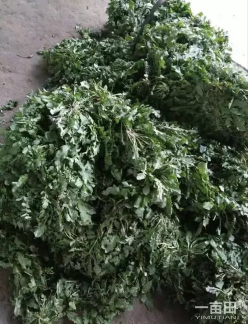 东台荠菜野生荠菜种植荠菜当季时令新鲜蔬菜现挖