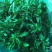 东台荠菜野生荠菜种植荠菜当季时令新鲜蔬菜现挖
