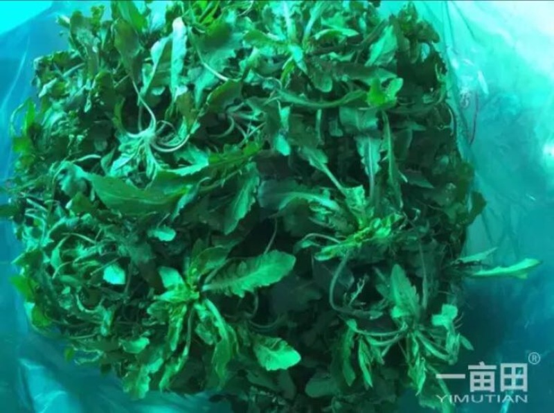 东台荠菜野生荠菜种植荠菜当季时令新鲜蔬菜现挖