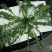 东台荠菜野生荠菜种植荠菜当季时令新鲜蔬菜现挖