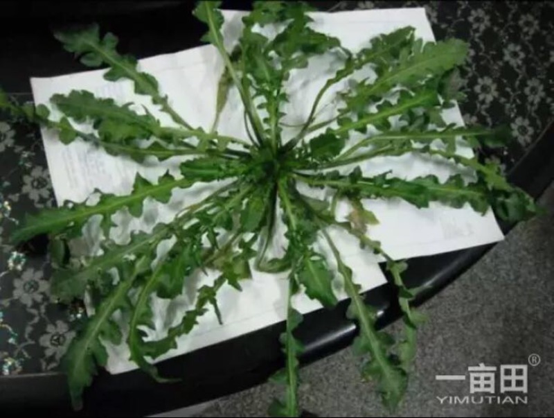 东台荠菜野生荠菜种植荠菜当季时令新鲜蔬菜现挖