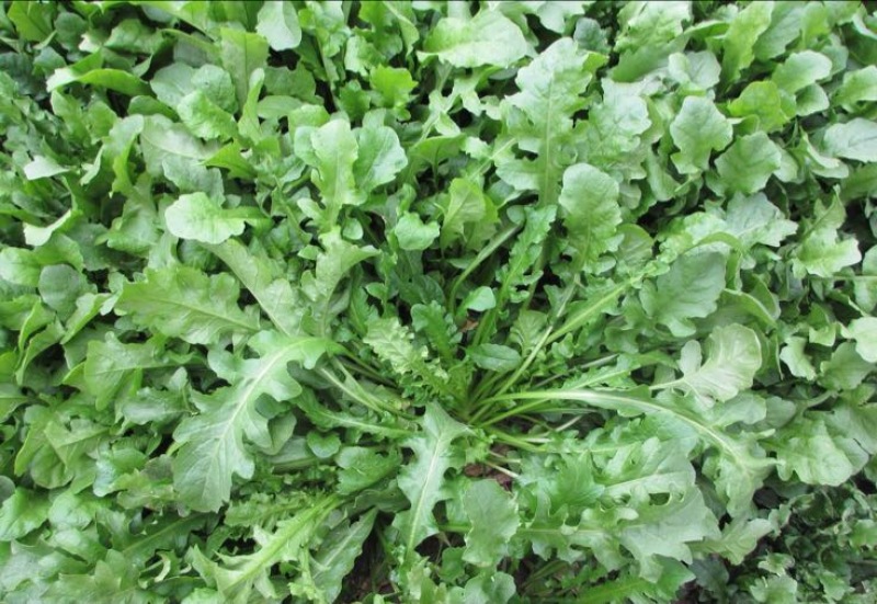 东台荠菜野生荠菜种植荠菜当季时令新鲜蔬菜现挖