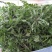 东台荠菜野生荠菜种植荠菜当季时令新鲜蔬菜现挖
