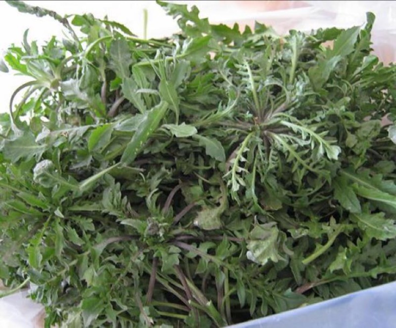 东台荠菜野生荠菜种植荠菜当季时令新鲜蔬菜现挖